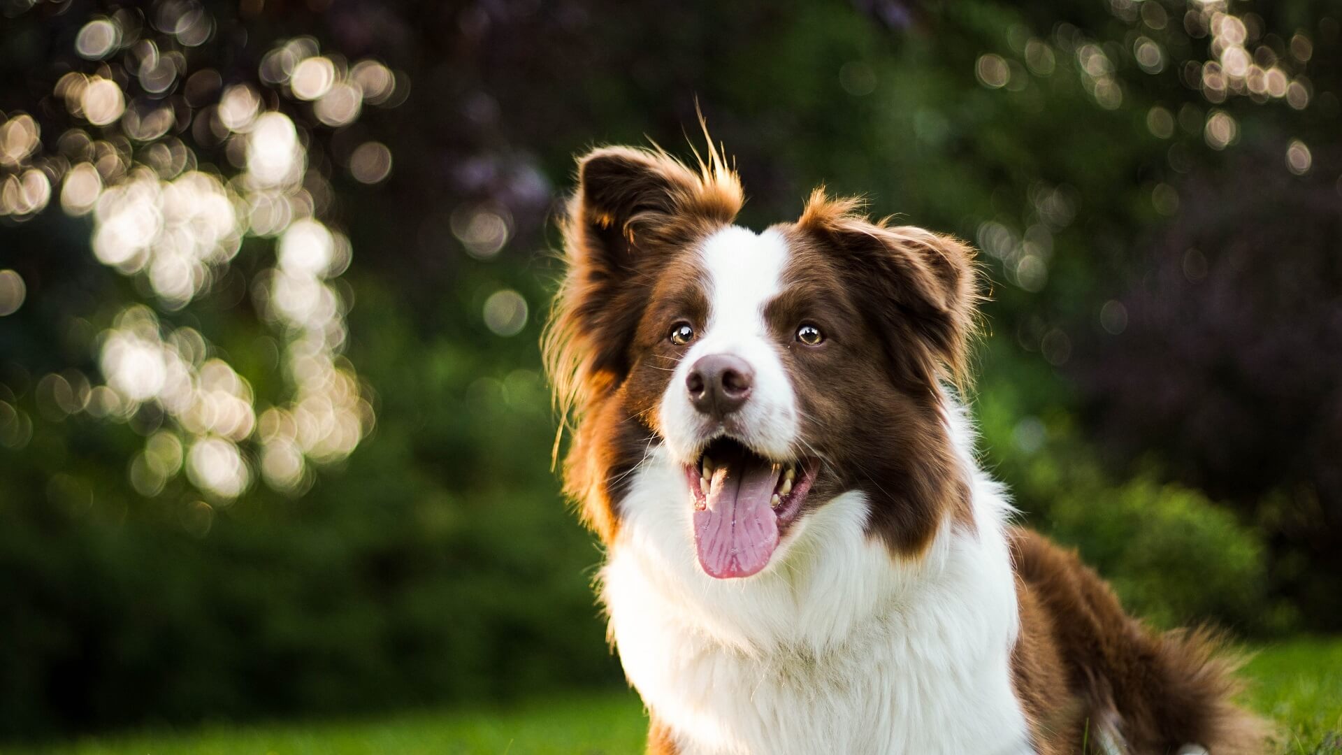 A brown Border Collie