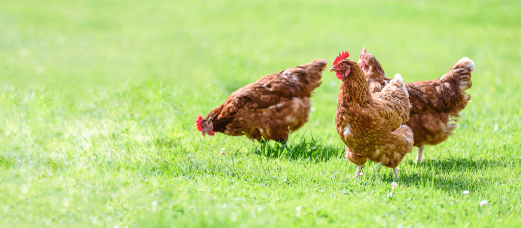 Three hens on the grass at Temple Newsam in the sunshine