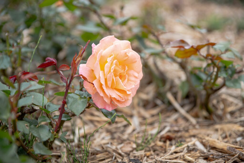 Horticulture at Temple Newsam Home farm rose flower in bloom