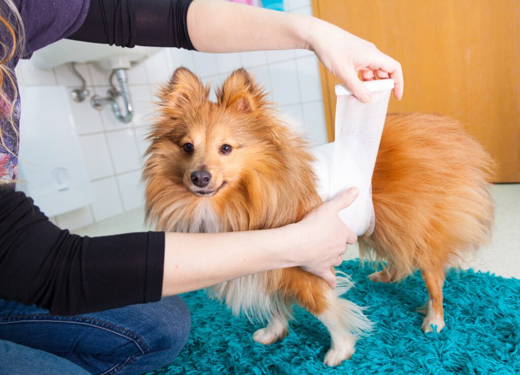 human bandage a shetland sheepdog in bathroom