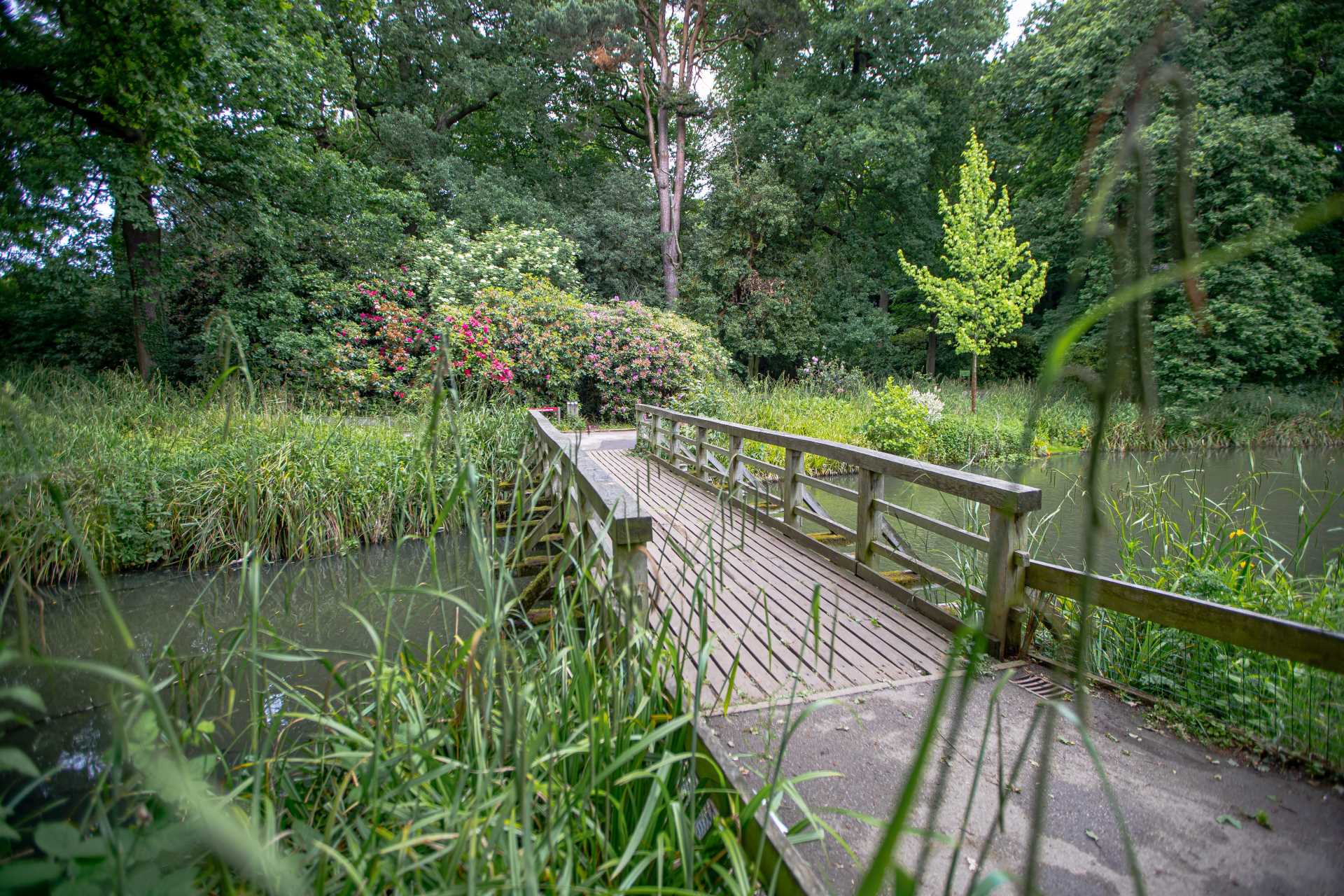 The river and a bridge crossing at temple newsam
