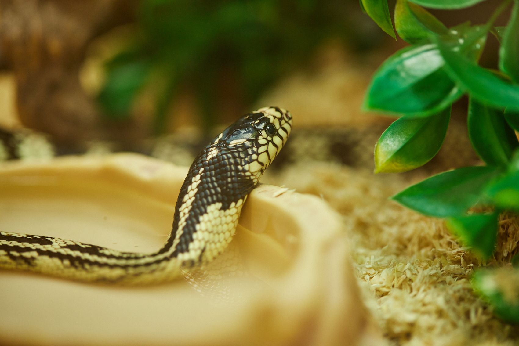 A snake in it's enclosure