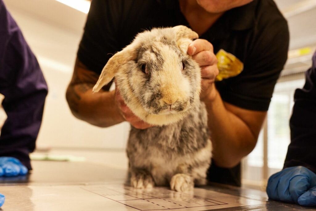 Students checking a rabbits health at Temple Newsam