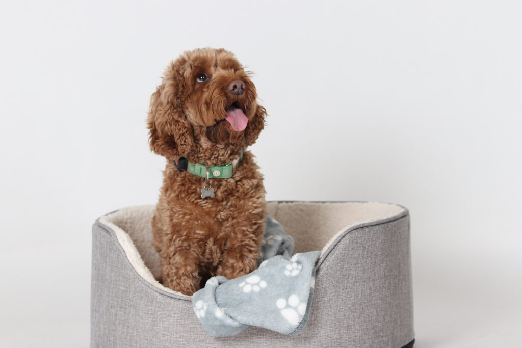 Jeffrey the Wellbeing Dog Leeds City College