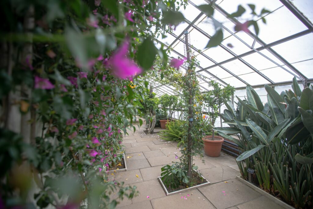 Green house at Temple Newsam showcasing many different species of plants and bushes