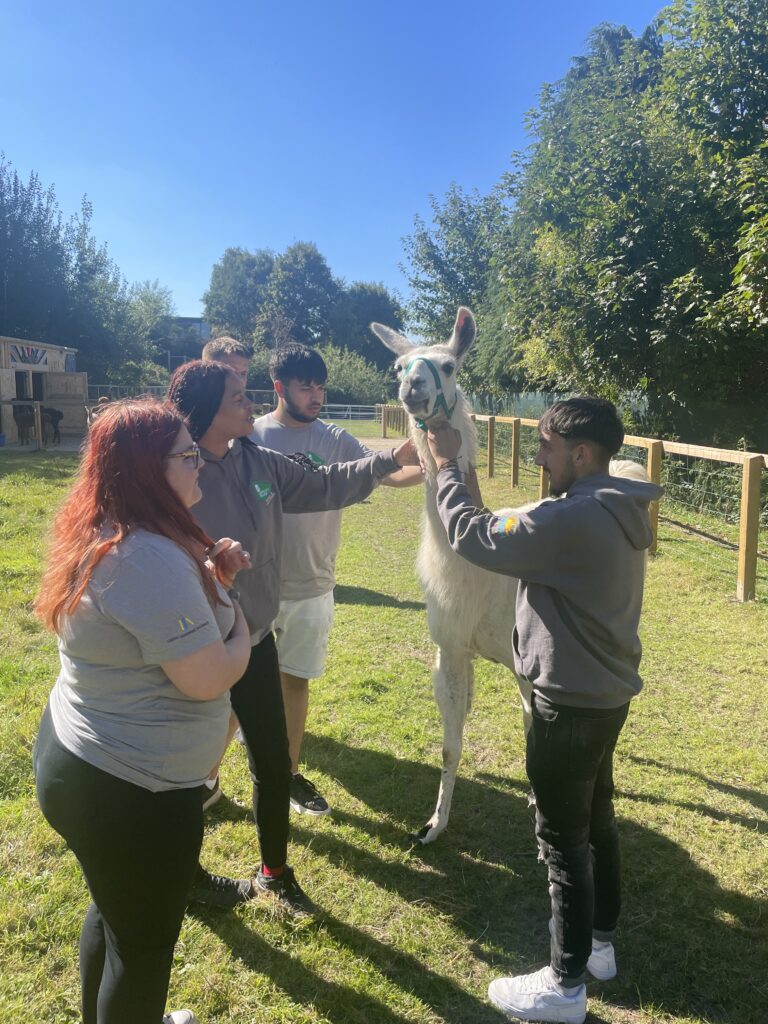 Level 1 Youth Work & Community Engagement students stroking an alpaca